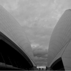 Auricular / Spot the Flicker Feral Creature