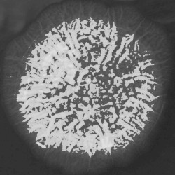 An Unwanted Conversation