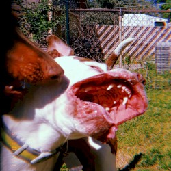 Mother Tongue ~ Glitter Belly