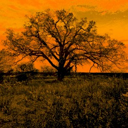 Shortly after sunrise, an autumn storm rose above the forest and turned the sky black.