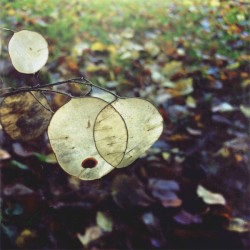 Eaten from the Inside