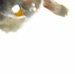 Rats From a Sinking Ship