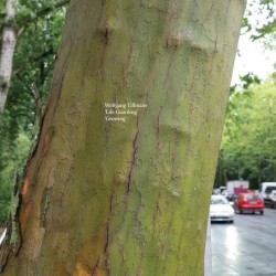 Life Guarding / Growing