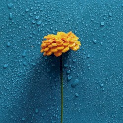 A Memory in the Rain