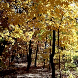 Greenpath (From "Hollow Knight")