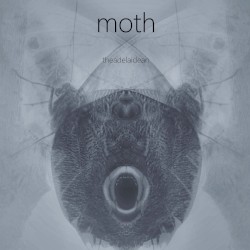 moth
