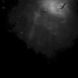 Kingdoms of the Deep