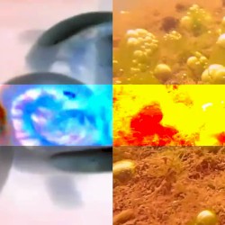 1ST HUNT / NO TALKING For SLEEP