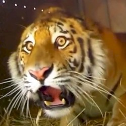 Astronaut in the Ocean but He Is Asking Kendrick Lamar to Teach Him How to Roll