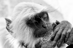 What Really Lies Behind Your White Lies