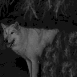 Chemtrails Over the Country Club