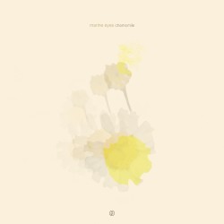 chamomile