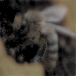 dead bees ((the((quiet)earth))suite)