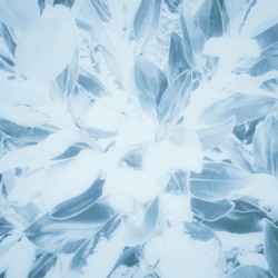 A Life Cast in Flowers