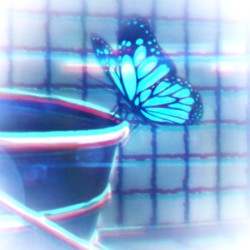 chrysalis