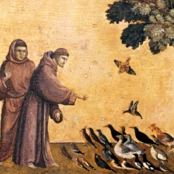 The Flowers of St. Francis