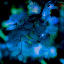 Last Leaf Is Falling