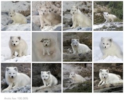 Cy486 Concurrent Pascan-Monic