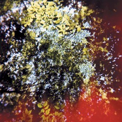 Butterfly Horse Street