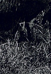 Black for Blood (Demo XXIV)