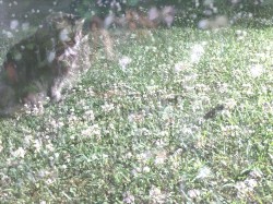 Freeroam 125 :: all watcher, hall particle