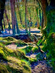 An AmRambient Trip Down Roomery Lane