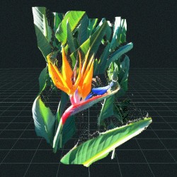 butterflies