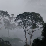 Musictrade Field Recordings, Volume II: From Borneo 2009