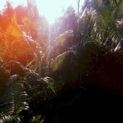 Environmental Utopia