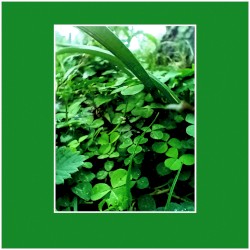 A Photograph of Grass