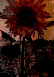 Falling Down the Rabbit Hole