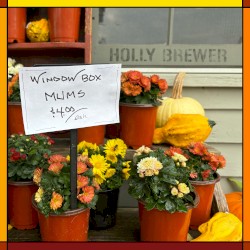 Window Box Mums