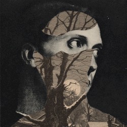 The Forest Is Sleeping Within the Trees