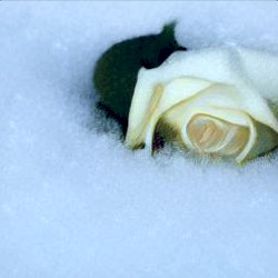 з л ы е м о р о з ы