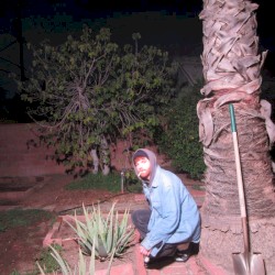 plunge deep golden knife