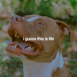 I Guess This Is Life