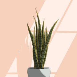 Sansevieria