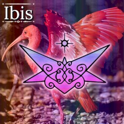 Ibis
