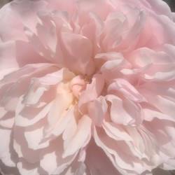 If I Could Be An Empty Portal Unto My Love