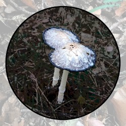 Moonlit Missive #122: 'Spider Song'