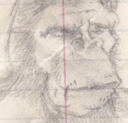 Primate