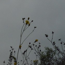 ＥＮＴＲＯＰＹ