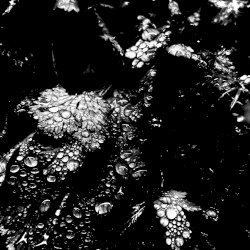 Spring Equinox