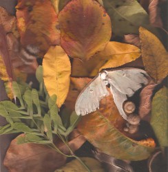 Ballade for a Harvest Moon