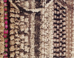 Lei Haliʻa