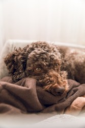 Lie Awake With Your Beloved Dog at Stake