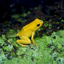 Phyllobates terribilis