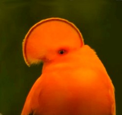 Transmissions From Telos Vol. III