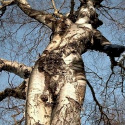 Human Inosculation Part I