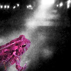 Path of the Pinktoad